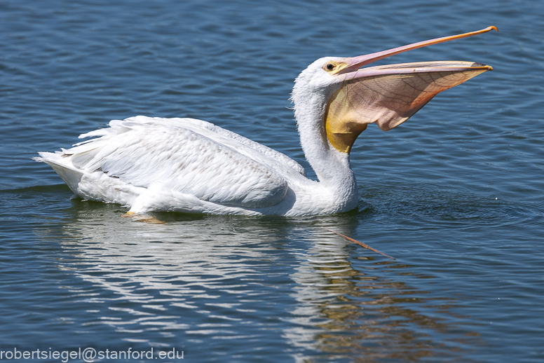 emily renzel wetlands